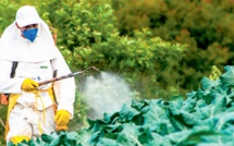 Greenpeace : Le Maroc importe des pesticides européens proscrits par l’UE
