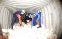 La Chira dans du plâtre...605 Kg saisies par les forces de l'ordre