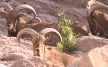 Mouflon à manchettes : une espèce qui revient de loin