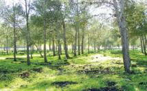 Casablanca : Éclaircissements relatifs aux travaux à la forêt de Bouskoura