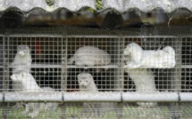 Danemark : une mutation du Covid-19 oblige l'abattage de millions de visons