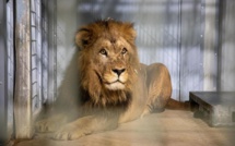 Volcan, un lion de l’Atlas qui s’installe au parc zoologique de Paris