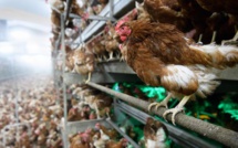 ​France/grippe aviaire: Pas de risque de transmission à l'homme