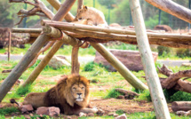 Lion de l’Atlas, une histoire fascinante et un triste destin