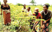 Campagne agricole en Afrique de l’Ouest : De meilleures récoltes après les fortes précipitations