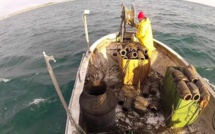 ​Campagne d'été de pêche de poulpe : Plus de 3.800 T débarqués à Dakhla