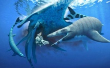 ​Maroc: découverte d'un nouveau mosasaure du Crétacé, lézard marin aux "dents de requins"