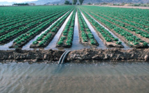 Province d’Essaouira : Campagne agricole dans de «très bonnes conditions»