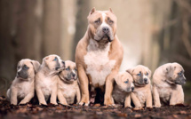 Chiens dangereux : attention, texte légal «méchant» !