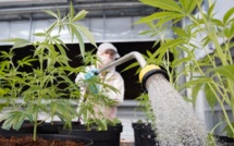 ​Tunisie: un collectif appelle à la légalisation du cannabis