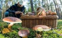 Découverte : Un champignon marocain pour terrasser le cancer du sein