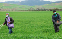 Agriculture: 4,5 milliards de DH programmés en soutien aux investissements privés en 2021