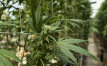 Création d’une instance pour accompagner la mise en œuvre de la loi sur les usages licites du Cannabis