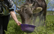 L’AFAC tire la sonnette d’alarme sur la flambée des prix des aliments pour bétail