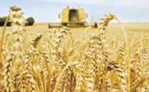 Le Maroc augmentera les droits de douane sur le blé pour aider les agriculteurs