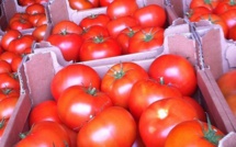 Le Maroc troisième fournisseur de tomates pour le Royaume-Uni