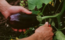 Exportations aux États-Unis : l’aubergine marocaine pose problème