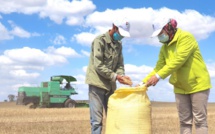 Campagne céréalière : hausse de 206% par rapport à la campagne précédente