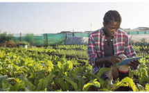 Numérisation de l’agriculture sur le continent : De nouvelles opportunités pour doper les économies des Etats
