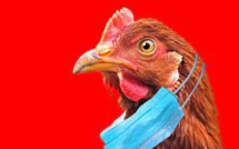 Grippe aviaire : une autre saison de la série « Pandémie mondiale » ?