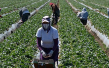 12 600 travailleurs marocains saisonniers en Espagne : A quand le retour ?