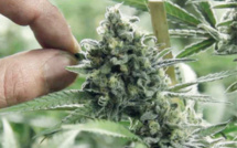 Légalisation du cannabis : Adoption en commission du projet de loi n° 13.21