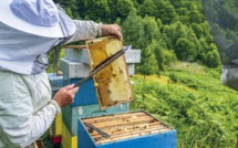 Errachidia : L’apiculture, levier de développement du monde rural