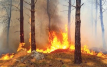 Canicule et feux de forêts : Chronique d’un début d’été de braise
