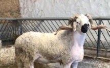 Aïd Al-Adha : Le Sardi, une race de mouton emblématique
