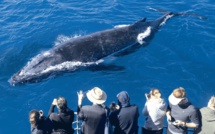 Pescatourisme et Whale-watching : Deux filières de l’économie bleue à développer d’urgence