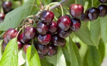 Sefrou : Agriculture bio