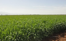 Béni Mellal-Khénifra : 10.128 Ha pour les cultures maraîchères