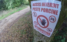 La peste porcine africaine refait surface dans plus de 50 pays