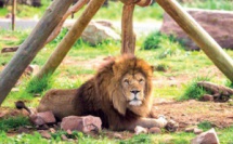 Journée mondiale du lion : Le destin incertain de l’emblématique lion de l’Atlas
