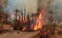 Désastre climatique : Un été de catastrophes dans les forêts et oasis