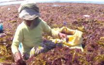 El Jadida : Algues marines, un secteur en malaise !