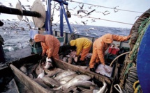 E-commerce : Agadir Haliopole Cluster lance un programme de formation des produits de la pêche
