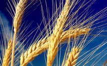 Marché des céréales : Suppression des droits d’importation sur le blé tendre ?