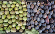 El Jadida-Ouled Frej : Culture du figuier ou quand qualité rime avec saveur