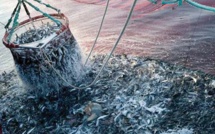 Pêche : hausse de la valeur des produits commercialisés  de 34%