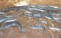 Anguille du Maroc : Une filière aquacole aussi florissante que convoitée