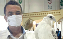 El Jadida : L’art de la fauconnerie Lekouassem s’envole pour Dubaï