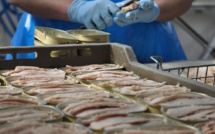 Les industriels de la conserve de poisson traversent une crise "sans précédent" 