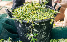 Marrakech-Safi : Un plan d’action pour développer la filière de l’Olive