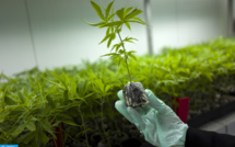 Cannabis : Signature de quatre conventions pour le renforcement de la recherche scientifique 