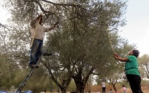 Liban-Israël : Israël ouvre ses frontières aux ouvriers agricoles libanais