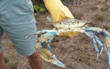 El Jadida :  L’apparition de crabes bleus, une menace pour la biodiversité marine…