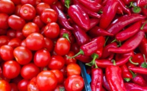 L'ONSSA annonce l'apparition d'une maladie spécifique à la tomate et au poivron sans danger sur le consommateur