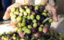 Oléiculture : Un fleuron national agricole à mi-chemin de l’épanouissement