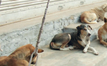 Salé  : Les meutes de chiens errants « menacent » la ville